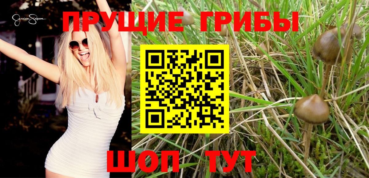 Галлюциногенные грибы мицелий  закладка  Каспийск  Галлюциногенные грибы Magic Shrooms  Вход с VPN 